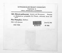 Elsinoe parthenocissi image